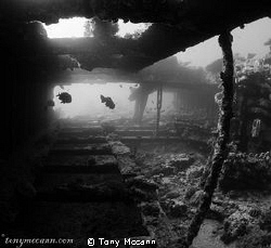 Early morning dive on the Kingston wreck, this small swin... by Tony Mccann 